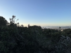 Eriodictyon altissimum