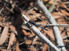 Orthetrum boumiera