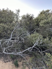 Eriodictyon altissimum