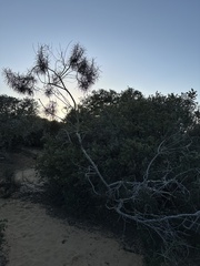 Eriodictyon altissimum