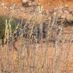 Triodia tomentosa