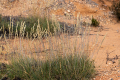 Triodia tomentosa