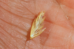 Triodia tomentosa