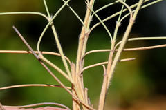 Triodia tomentosa