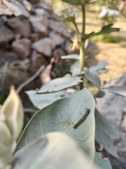 Danaus chrysippus