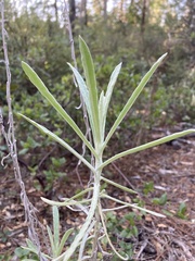 Pseudognaphalium beneolens