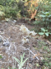 Pseudognaphalium beneolens