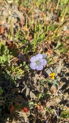 Phacelia douglasii