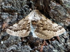 Lycia graecarius