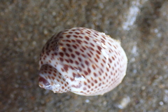 Naticarius stercusmuscarum