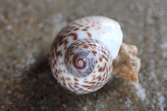 Naticarius stercusmuscarum