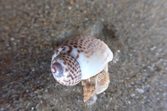 Naticarius stercusmuscarum