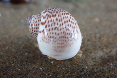 Naticarius stercusmuscarum