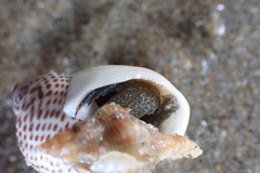 Naticarius stercusmuscarum