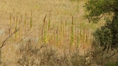 Dryobates villosus orius