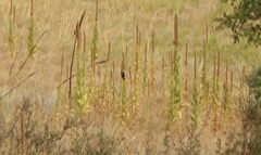 Dryobates villosus orius