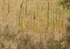 Dryobates villosus orius