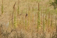 Dryobates villosus orius