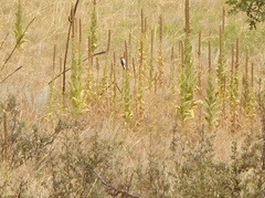 Dryobates villosus orius