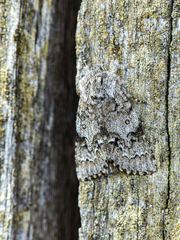 Acronicta menyanthidis