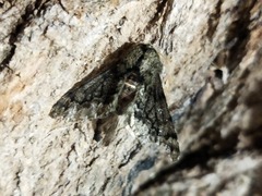 Apocheima hispidaria