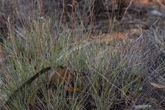 Triodia tomentosa
