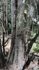 Casuarina cunninghamiana