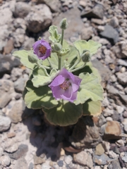 Sphaeralcea obtusiloba