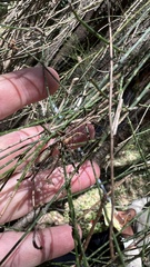 Casuarina cunninghamiana