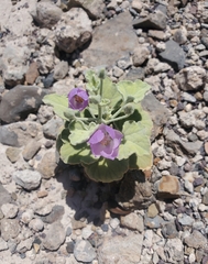 Sphaeralcea obtusiloba