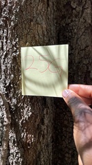 Casuarina cunninghamiana