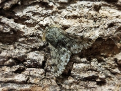 Apocheima hispidaria