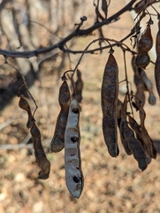 Robinia pseudoacacia