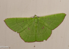 Ornithospila avicularia