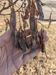 Robinia pseudoacacia