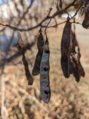 Robinia pseudoacacia