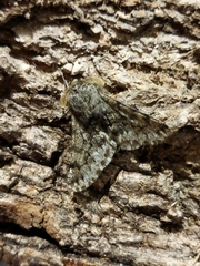 Apocheima hispidaria