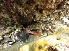 Pachygrapsus crassipes