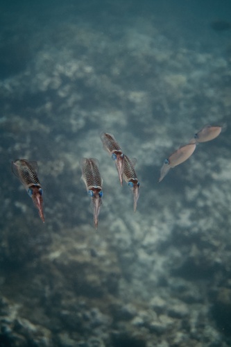 Squid