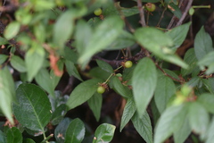 Prunus glandulosa