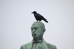 Corvus macrorhynchos japonensis