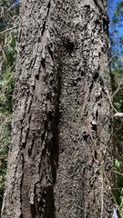 Casuarina cunninghamiana