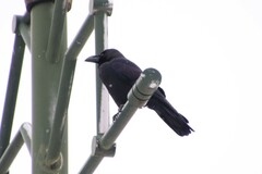 Corvus macrorhynchos japonensis