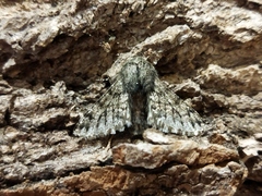 Apocheima hispidaria