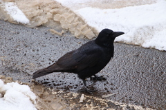 Corvus macrorhynchos japonensis