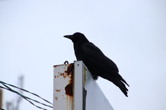 Corvus macrorhynchos japonensis