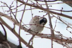 Passer montanus saturatus