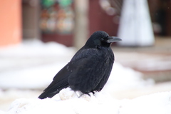 Corvus macrorhynchos japonensis