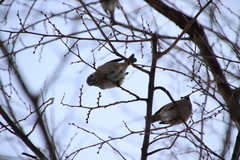 Passer montanus saturatus