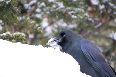 Corvus macrorhynchos japonensis